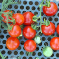 Totem Tomato 0.25 Oz ~1,700 Seeds – Cherry Tomato – Non-GMO, Open-Pollinated – Solanum lycopersicum – 70 Days – Dwarf Determinate – Container, Patio, Indoor, or Garden – No Staking Needed