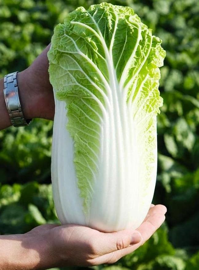 Seeds Napa - Chinese Cabbage - Heirloom Vegetable - GMO Free