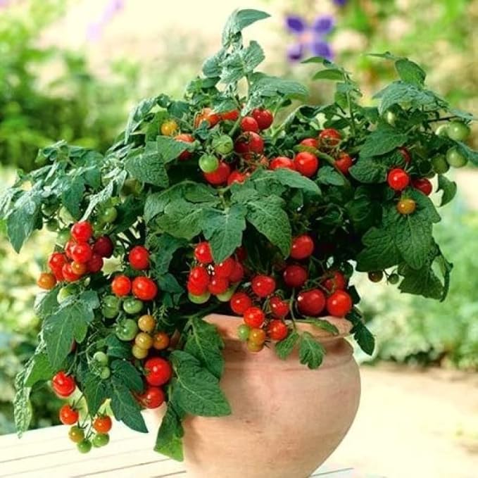 Seeds Indoor Red Tomato Red Robin - Year-Round to Plant - Heirloom Vegetable - GMO Free