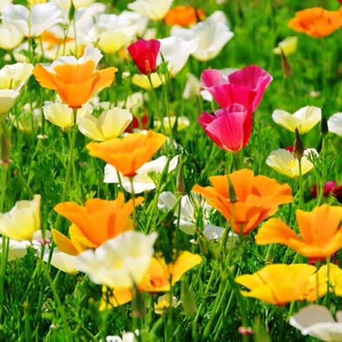 KIRA SEEDS - Seeds California Poppy Mix - Eschscholzia californica - Perennial Flowers for Planting