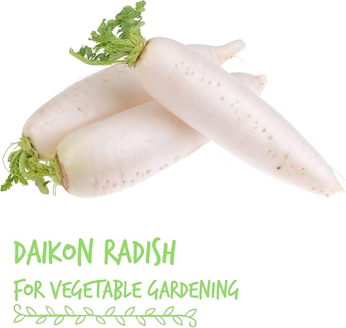 Handy Pantry Organic Radish Sprouting Seeds | 2.5 Pounds Non-GMO Daikon Seed | Bulk Radish Seeds for Planting, Sprouting, & Microgreens
