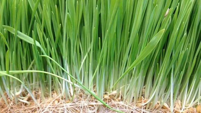 Wheatgrass Seeds for Sprouting Microgreens, 8 oz A Rich Source of Vitamins and Minerals and Health-Promoting Nutrients! COOL BEANS N SPROUTS Brand, A Small Town Family Run USA Business.