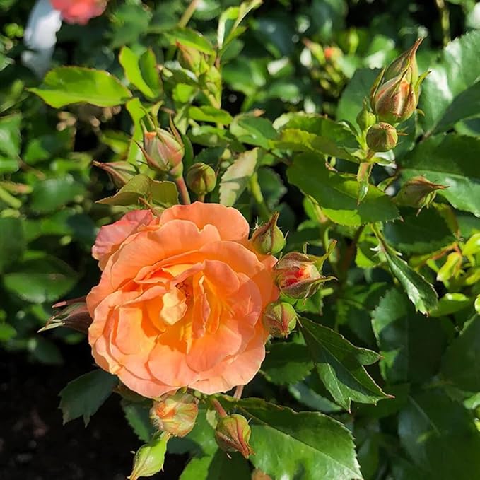 50+ Peach Rose Seeds Groundcover Rose Flowers Garden Planting