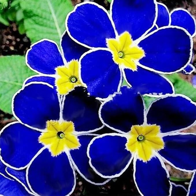 Primrose Flower Seeds 2 Packs of20 Seeds, Blue and Purple Flowering Plants with Yellow Centers, Garden Flowers Limited Supply Order Now!