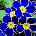 Primrose Flower Seeds 2 Packs of20 Seeds, Blue and Purple Flowering Plants with Yellow Centers, Garden Flowers Limited Supply Order Now!