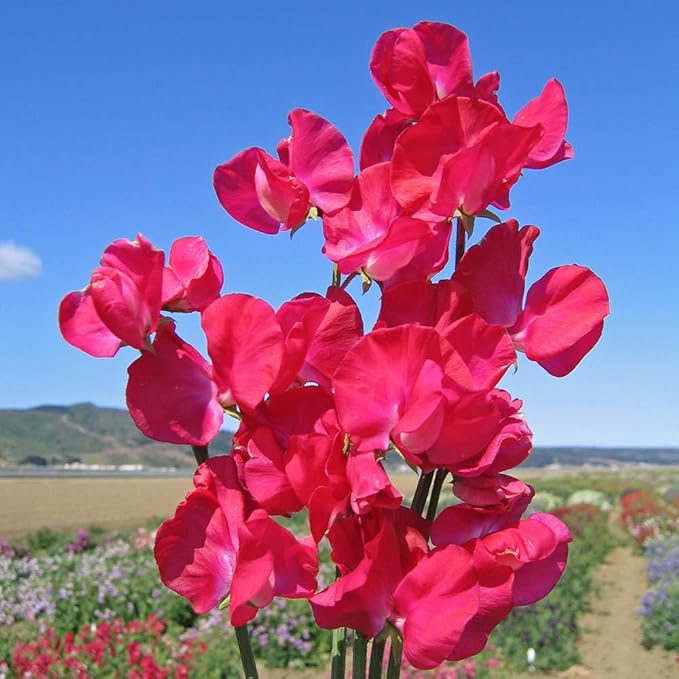 500+Mixed Sweet Pea Seeds for Planting Outdoors-Perennial Ornamental Flower Planting for Garden Container