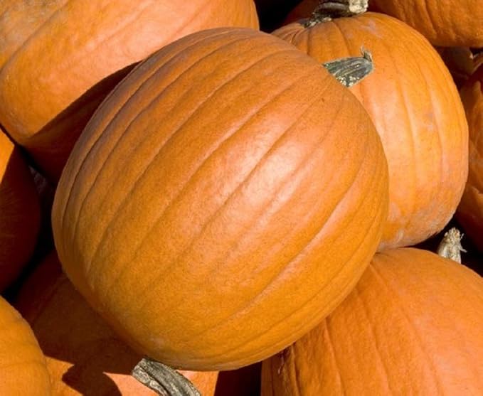 Mammoth Gold Pumpkin Seeds 25 Count, COOL BEANS N SPROUTS Brand. Heirloom. Non-GMO. Home Gardening.