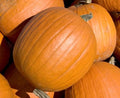Mammoth Gold Pumpkin Seeds 25 Count, COOL BEANS N SPROUTS Brand. Heirloom. Non-GMO. Home Gardening.