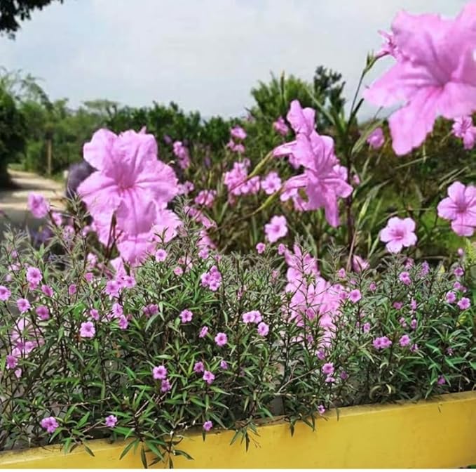 Set 6 Dwarf Pink Mexican Petunia Plants Live, Perennial Outdoor Growing, Startrer Size 4-6" in Tall, Long Blooming Season, Landscapes, Borders, Ground Cover