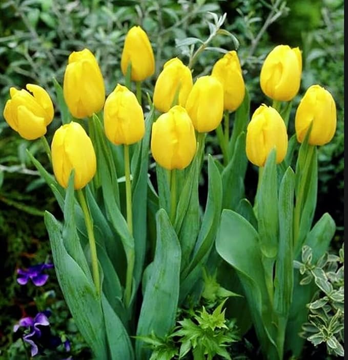 Tulipa Fringed Mixture Tulip Bulbs Size 11/12 for Planting - Plant in Fall, Winter or Early Spring (Golden Emperor, 15, Count)
