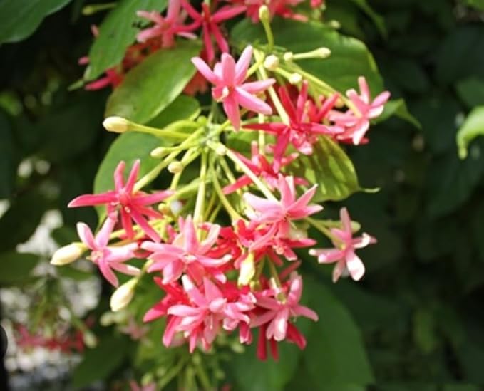 5 Rangoon Creeper Seeds, Red Pink Quisqualis Flower Seeds Combretum indicum Seed