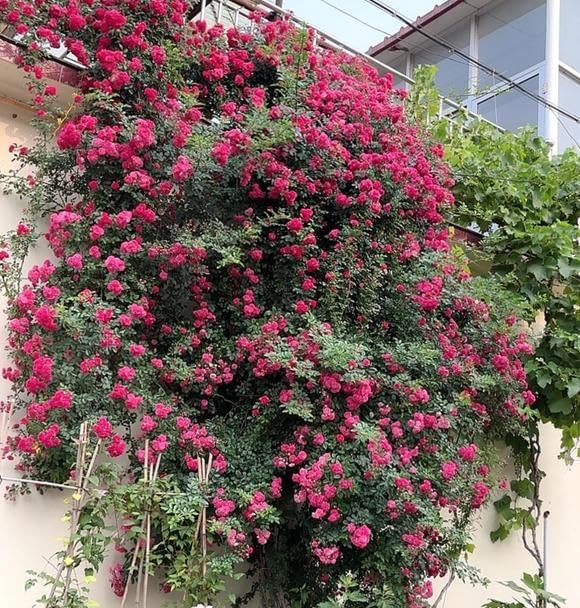 100+ Mixed Climbing Rose Seeds Heirloom Flowers Garden Planting