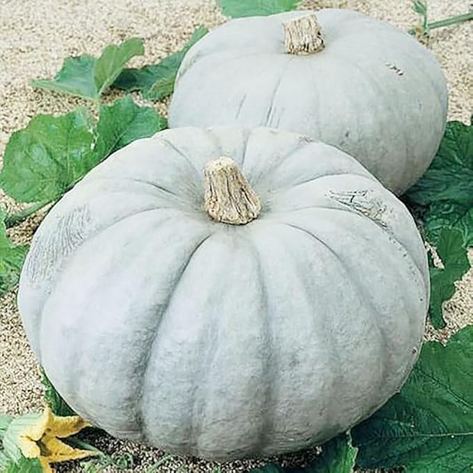 Jarrahdale Large Blue Pumpkin Seeds - 6-10 pounds - One of The Most Intereting and Decorative Pumpinks as Well as Delicious