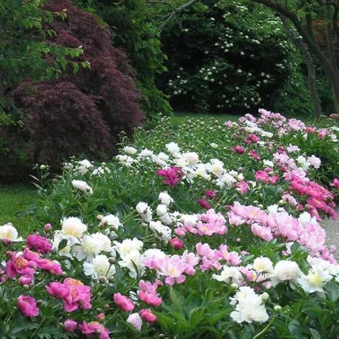 Mixed Peony Seeds for Planting - 100 Peony Seeds Non-GMO Heirloom Seeds - Attracts Butterflies Pollinators