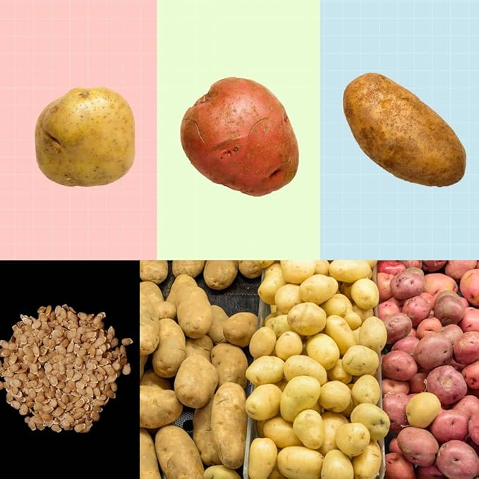 2 Lbs Mixed Potato Tubers High Yielding for Outdoor Planting,Vegetables Potatoes Plants Bulbs Seeds, Heirloom Seed Potato Live Tuber: Purple, Yellow, Red