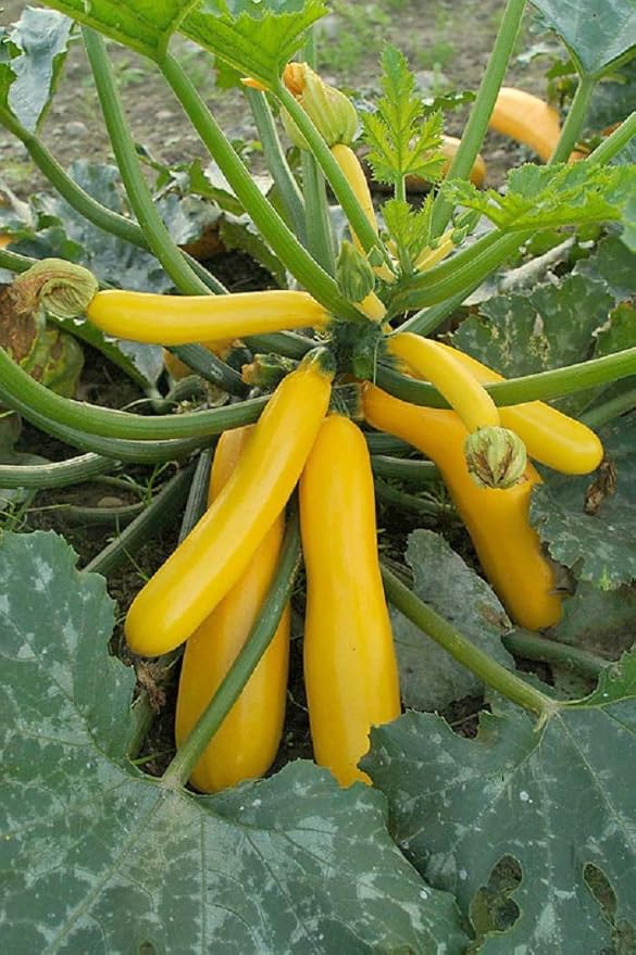 SeedsUP - 30+ Seeds Easy Pick Zucchini - Vegetable Golden