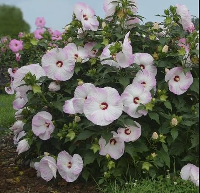 100+ Mixed Hibiscus Seeds Rose of Sharon Shrub Flowers Garden Planting