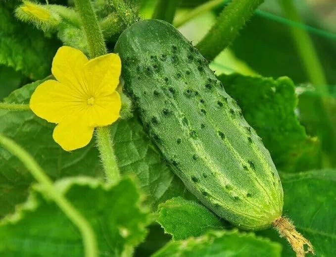 Seeds Indoor Self-Pollinating Cucumber Market F1 Hybrid Vegetable for Planting Non GMO - Harvest Time 38 Days
