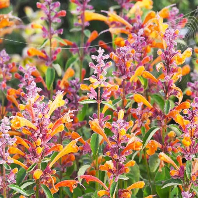 45Pcs Perennial Mix Hummingbird Mint Seeds for Planting- Attracts Hummingbirds and Butterflies