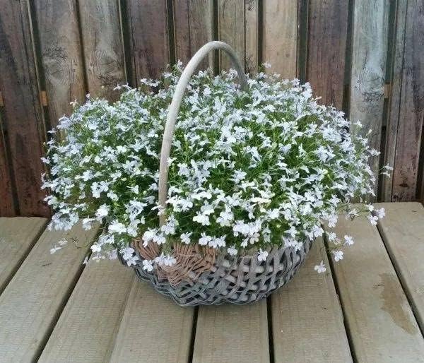 1000+ Mix Creeping Thyme Seeds for Planting, Thymus Serpyllum Heirloom, Ground Cover Plants Easy to Plant and Grow, Purple Red Green Blue Purple White Flowers