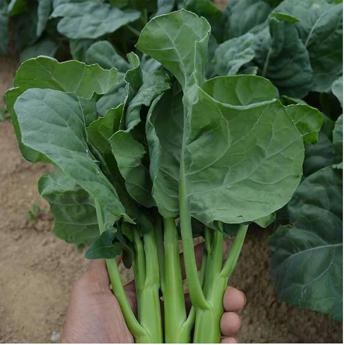 500 Vietnam Broccoli Seeds | Cải Rổ Jie LAN GAI LAN Rapini Rabe Kale Stem Greens Cabbage Yu Choy Kai LAN Asian Vegetable Seed