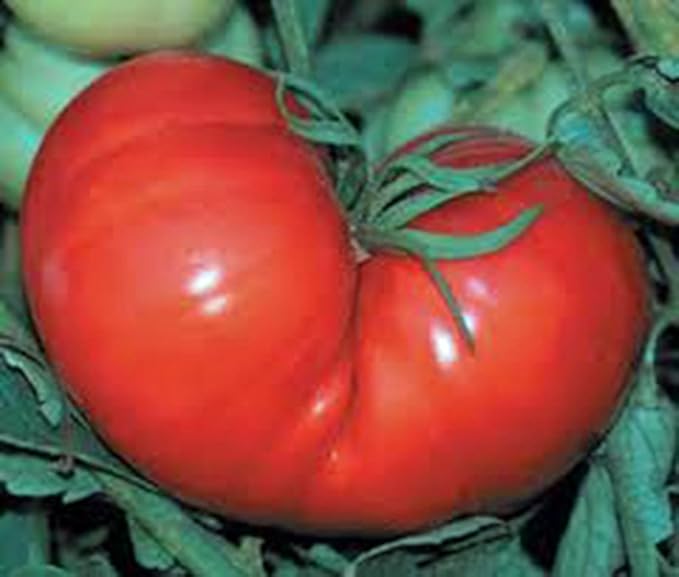 Red Ponderosa Tomato Seeds, Heirloom, 100 Seeds