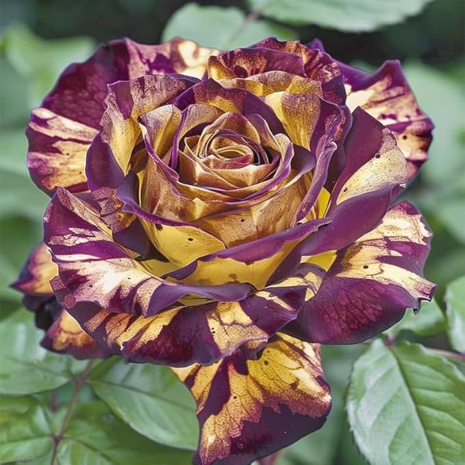 325+ Mix Color Rose Seeds for Plantng- Heirloom Non-GMO Flower Seeds for Garden Blooms