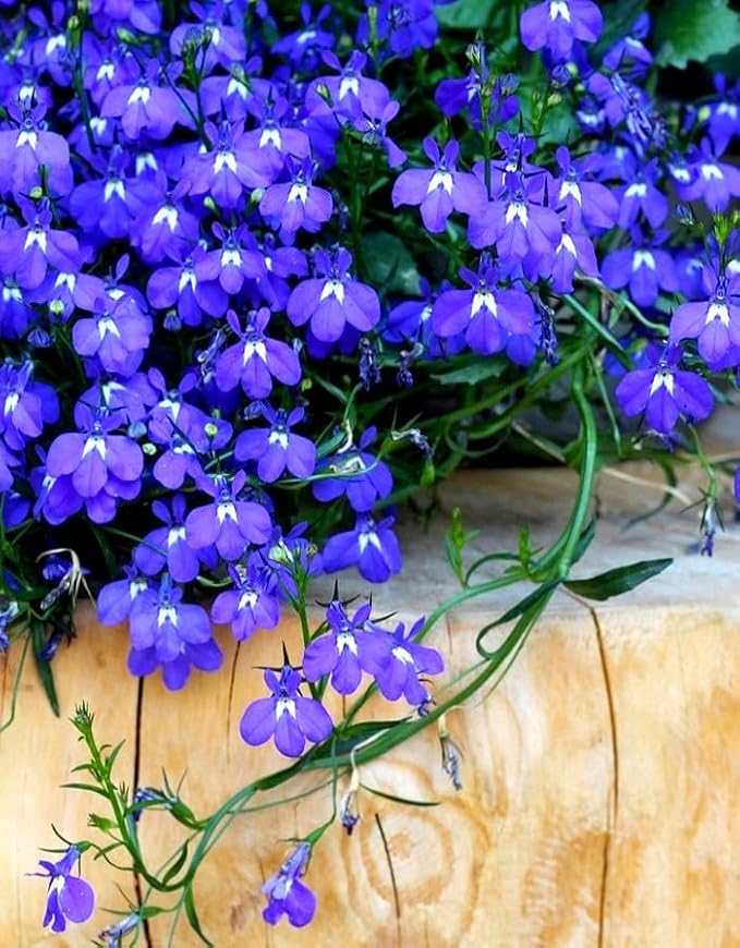 Seeds Lobelia Blue Cascade 1000+ Seeds for Planting Flowers Groundcover Trailing Flower
