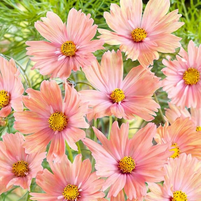 330+ Perennial Mixed Cosmos Seeds for Planting-Non-GMO Heirloom Plant Seeds Garden Outdoor