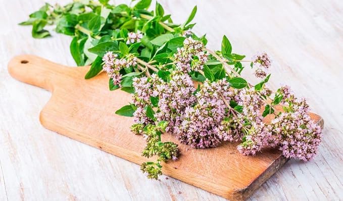 SeedsUP - 800+ Seeds Oregano - Herb Green