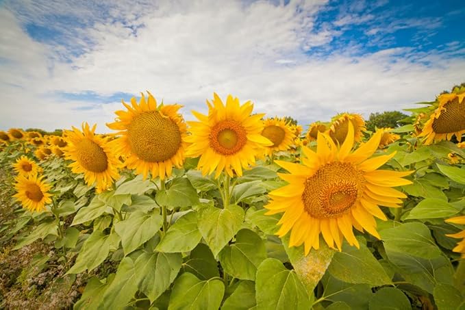 Mammoth Sunflower Seeds for Planting - Grow Giant Sun Flowers in Your Garden - 50 Non GMO Heirloom Seeds - Full Planting Instructions for Easy Grow - Great Gardening Gifts (5)