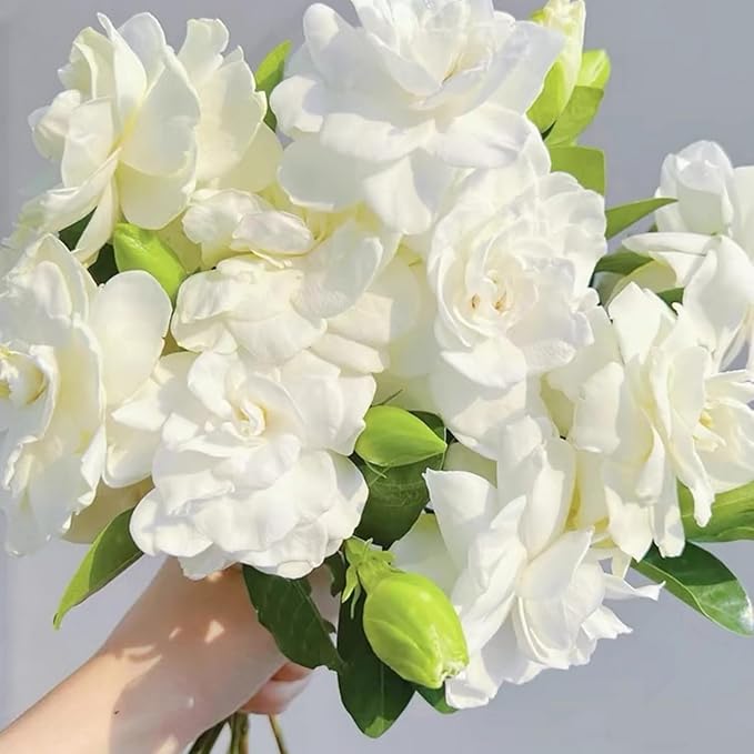 Gardenia Flower Seeds Gift Pack – 199pcs Aromatic & Evergreen Seeds – Blooming White Flowers – Ideal Gardening Gift for Moms & Nature Lovers