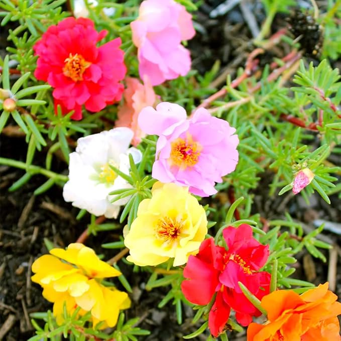 Mixed Moss Rose Seeds 1000 Seeds ‘Portulaca Grandiflora’ Flowers for Bonsai Garden Balcony Heat Drought Tolerant Fast-Growing Ground Cover Low-Maintenance