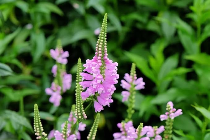 50+ Obedient Plant False Dragonhead Seeds Flowers Garden Plant