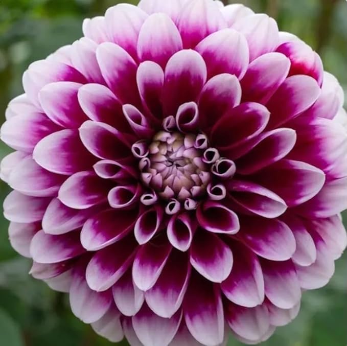 100PCS Dahlia Pompon Seeds Mixed Color Butterflies Hummingbirds Bees Seeds Heirloom