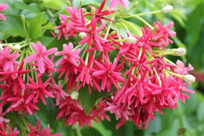 5 Rangoon Creeper Seeds, Red Pink Quisqualis Flower Seeds Combretum indicum Seed