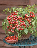 Seeds Indoor Red Tomato Red Robin - Year-Round to Plant - Heirloom Vegetable - GMO Free