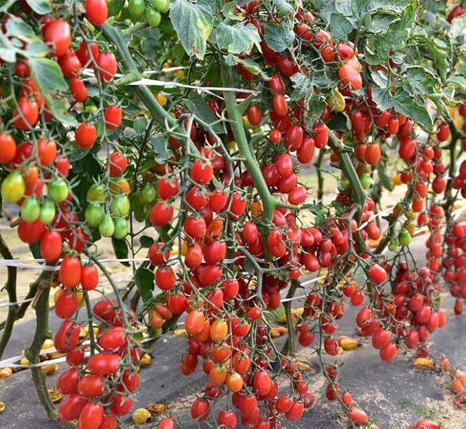SeedsUP - 50+ Seeds Vine Tomato - Vegetable Red