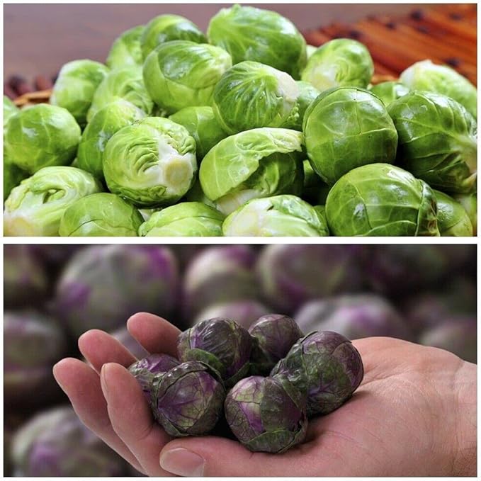Seeds Brussels Sprouts Mix Cabbage Non GMO Vegetable for Planting