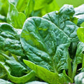 Seeds Four Season Spinach - Heirloom Vegetable - GMO Free