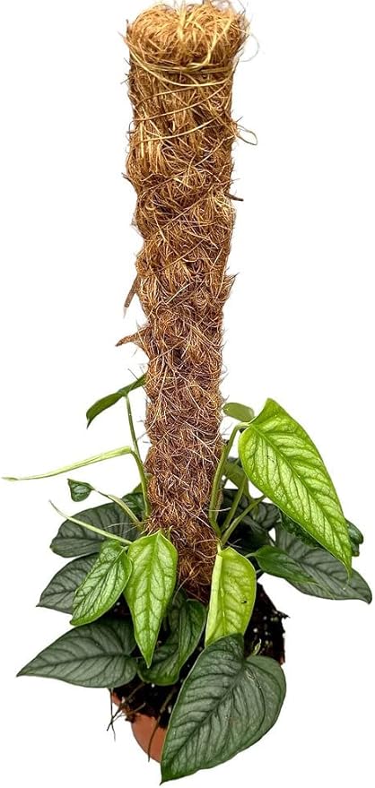 GARDENERA Premium Monstera Siltepecana Matuda Potting Mix - Expertly Crafted for Healthy Growth - 1 Quart