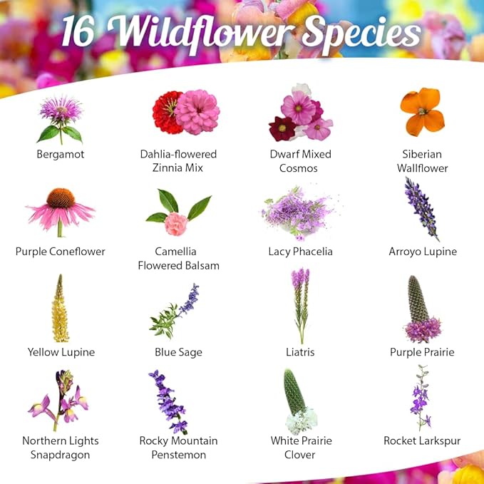Bumblebee Bonanza Wildflower Seeds - 1oz, Open-Pollinated Wildflower Seed Packets, Non-GMO, No Fillers, Annual and Perennial Seeds for Bumblebees 1oz