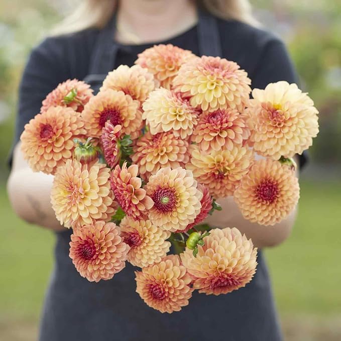 Eden Brothers Dahlia Bulbs (Ball) - Bonanza, Non-GMO Bulbs for Planting, 4 Bulbs | Low-Maintenance Flower Bulbs, Plant During Spring, Zones 8, 9, 10, 11