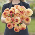 Eden Brothers Dahlia Bulbs (Ball) - Bonanza, Non-GMO Bulbs for Planting, 2 Bulbs | Low-Maintenance Flower Bulbs, Plant During Spring, Zones 8, 9, 10, 11