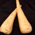 All American Parsnip Seed - 1/4 LB ~20,000 Seeds - Non-GMO, Heirloom Vegetable Gardening Seeds - Open Pollinated