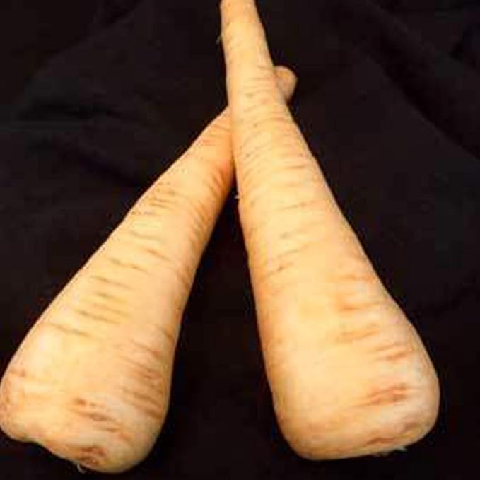 All American Parsnip Seeds - 3 g ~500 Seeds - Non-GMO, Heirloom Vegetable Gardening Seeds - Open Pollinated