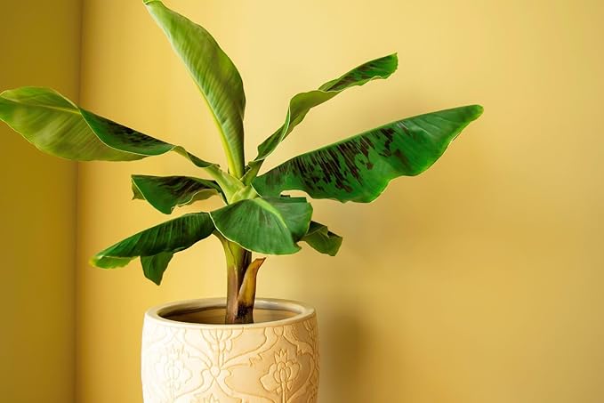GARDENERA Banana Tree Potting Soil - Professional Grade Mix for Growing Delicious Bananas - Enhanced with Essential Nutrients for Bountiful Harvests (3 Quart)