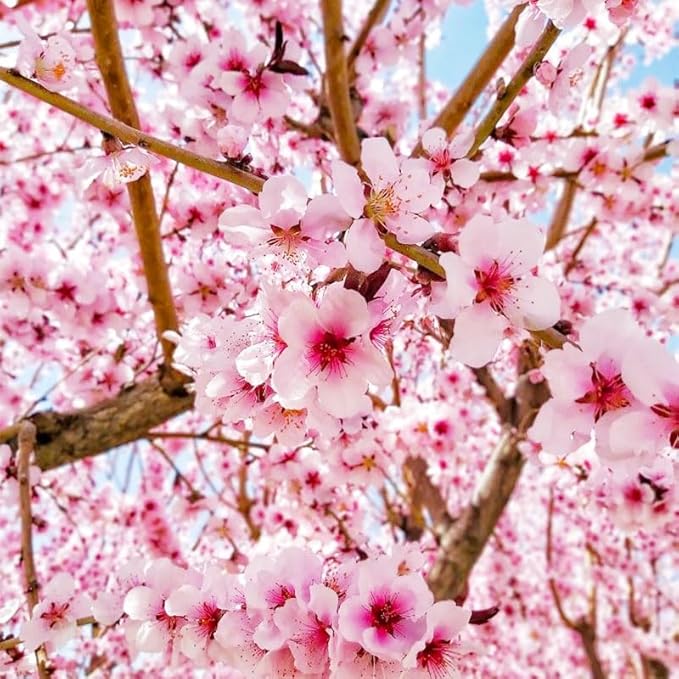 45+ Garden Weeping Cherry Blossoms Seeds for Planting-Non-GMO Heirloom Plant Seeds Garden Outdoor