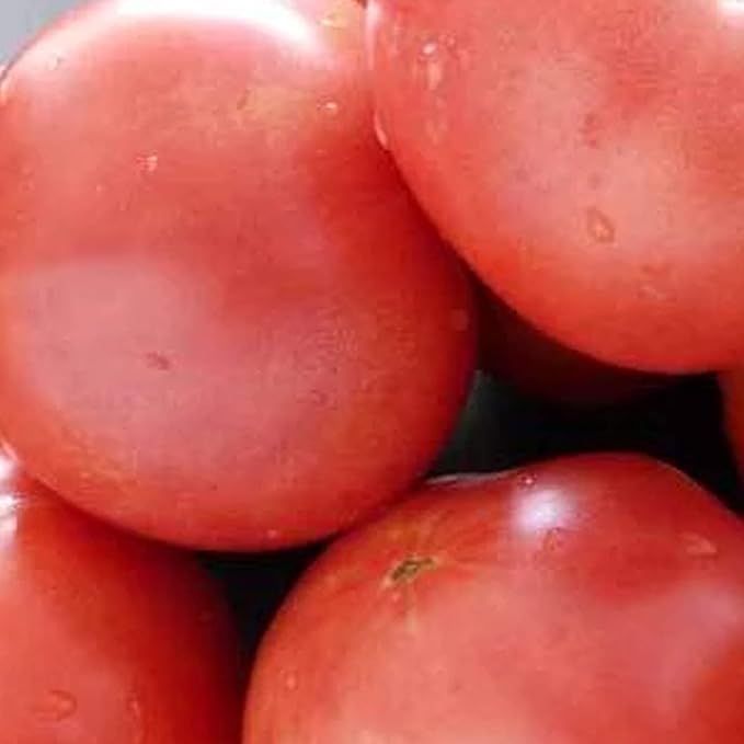 Bradley Tomato Seeds ~25 Seeds - Non-GMO, Heirloom, Open Pollinated - Vegetable Gardening Seeds - Lycopersicon esculentum