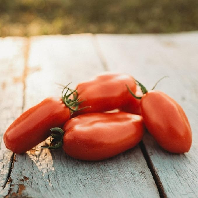 San Marzano Tomato - 50 Seeds - Flavorful Italian Paste Tomato, World Renowned for Canning & Sauce Making, Non-GMO Heirloom Roma Tomato Seeds for Planting in The Home Garden, Thresh Seed Company